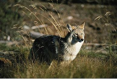 《Outbreak》新作登陆Steam 女警官僵尸末日生存